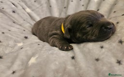 Staffordshire Bull Terrier dogs for sale: Stunning litter of Blue & Black Puppies - Advert 16