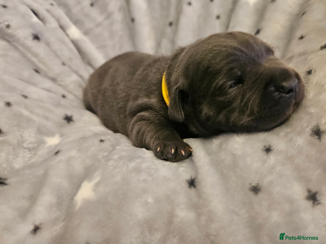 Staffordshire Bull Terrier dogs for sale: Stunning litter of Blue & Black Puppies - Advert 16