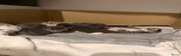 Mixed Breed cats for sale: Maine coone kittens 🐈‍⬛  - Advert 1
