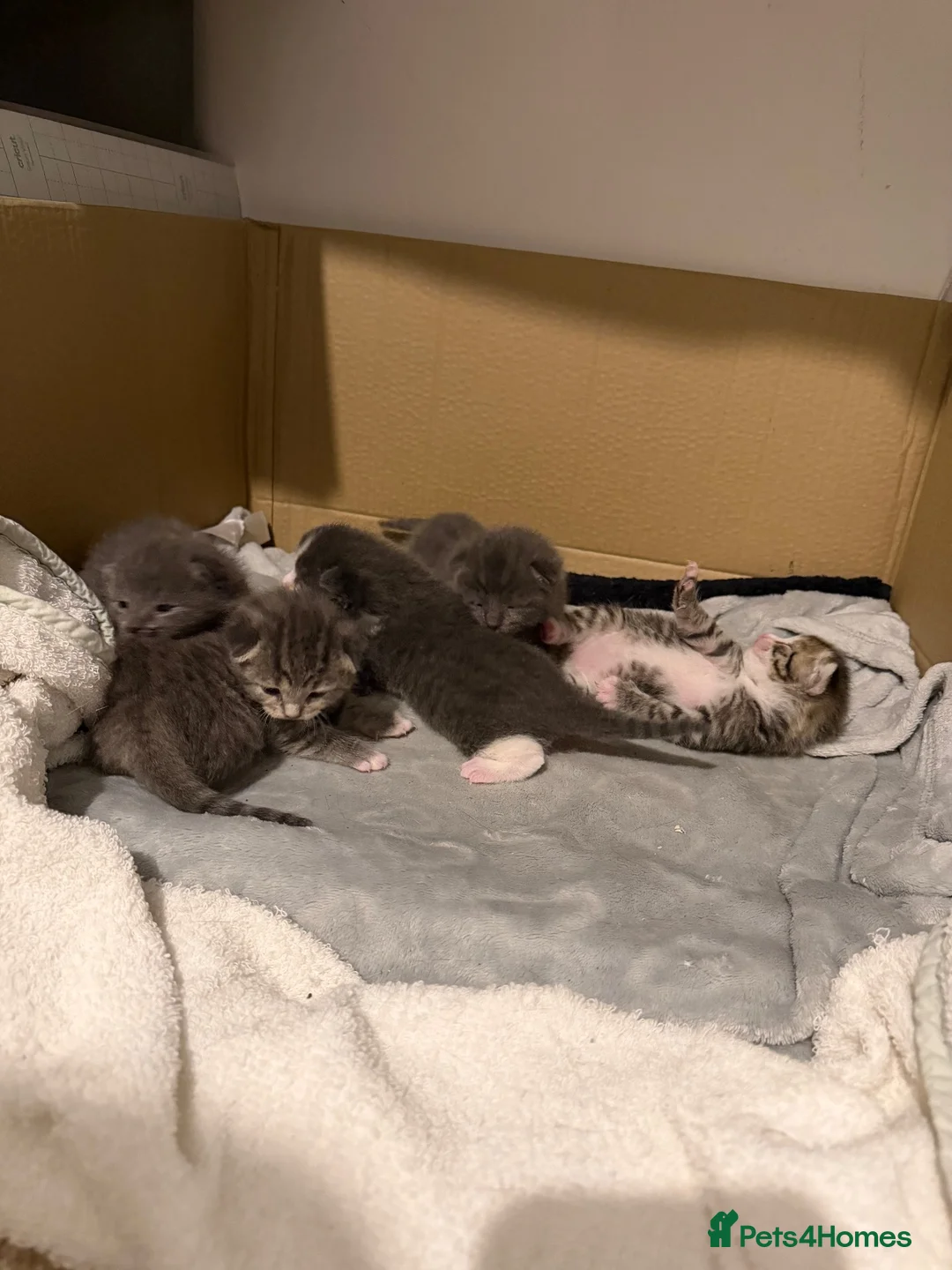 Mixed Breed cats for sale: Maine coone kittens 🐈‍⬛  - Advert 1