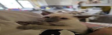Siamese Kitten 8