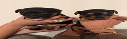 Jack Russell dogs for sale: Jack Russell puppies  in High Wycombe - Advert 6