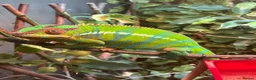 Chameleon reptiles for sale: Male blue bar - Advert 1