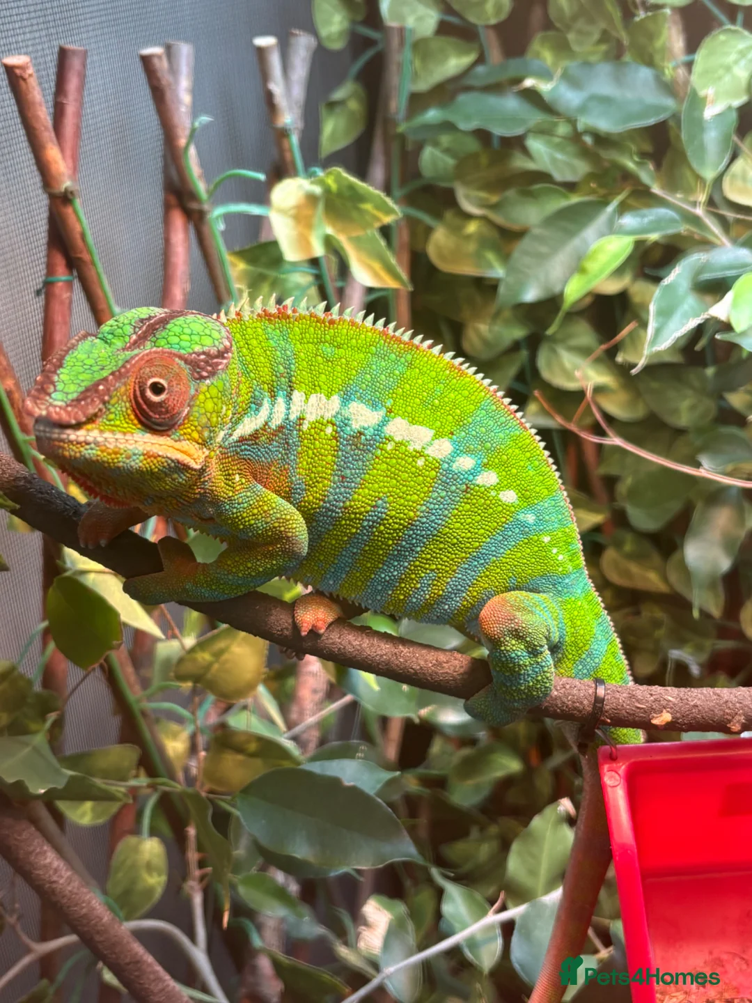 Chameleon reptiles for sale: Male blue bar - Advert 1