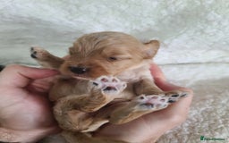 Cockapoo dogs for sale: F1 Cockapoos. DNA Health Tested  in Pershore - Image 16