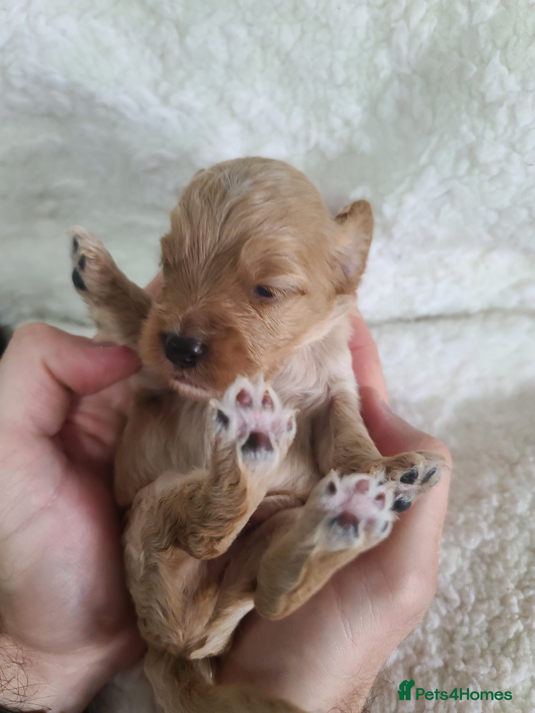 Cockapoo dogs for sale: F1 Cockapoos. DNA Health Tested  in Pershore - Image 16