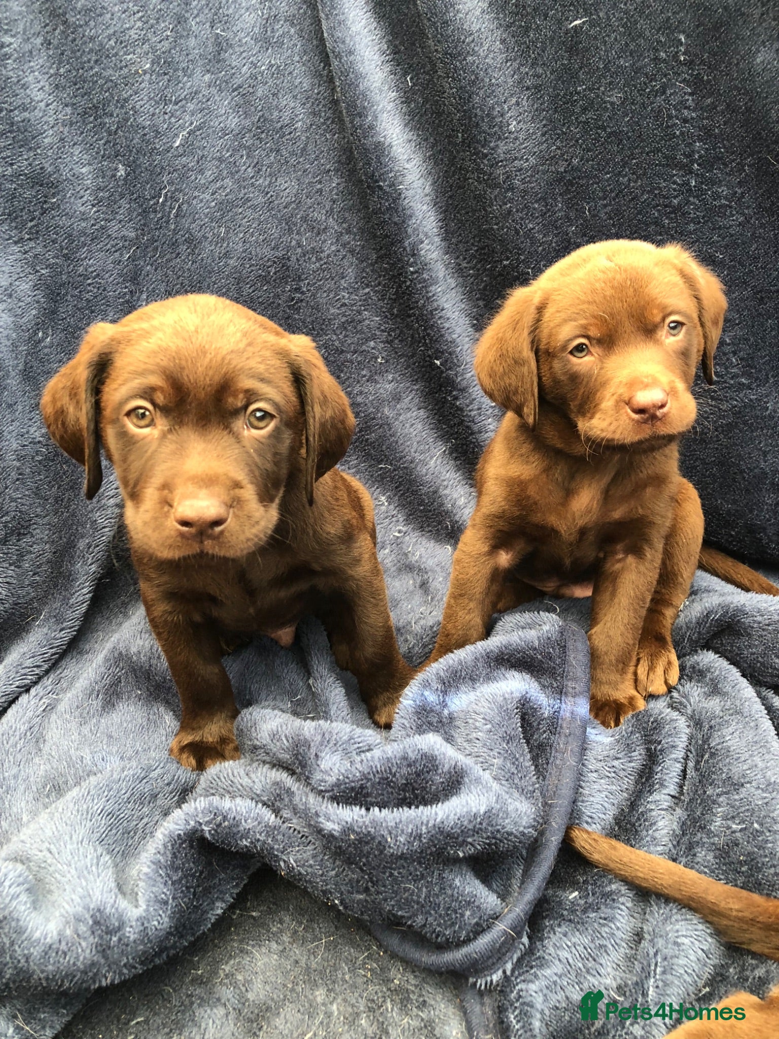 Labrador Retriever dogs 2 Male Chocolate Labrador Puppies, ready 15/07/26 - Advert 1