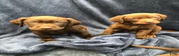 Labrador Retriever dogs for sale: READY NOW 1 Male Chocolate Labrador Puppy - Advert 3