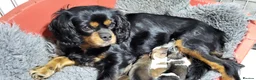 Mixed Breed dogs for sale: Unique Hybrid Cavapoms in Blackburn - Advert 2