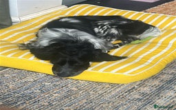English Setter dogs for adoption: Dingo in Worthing - Image 12