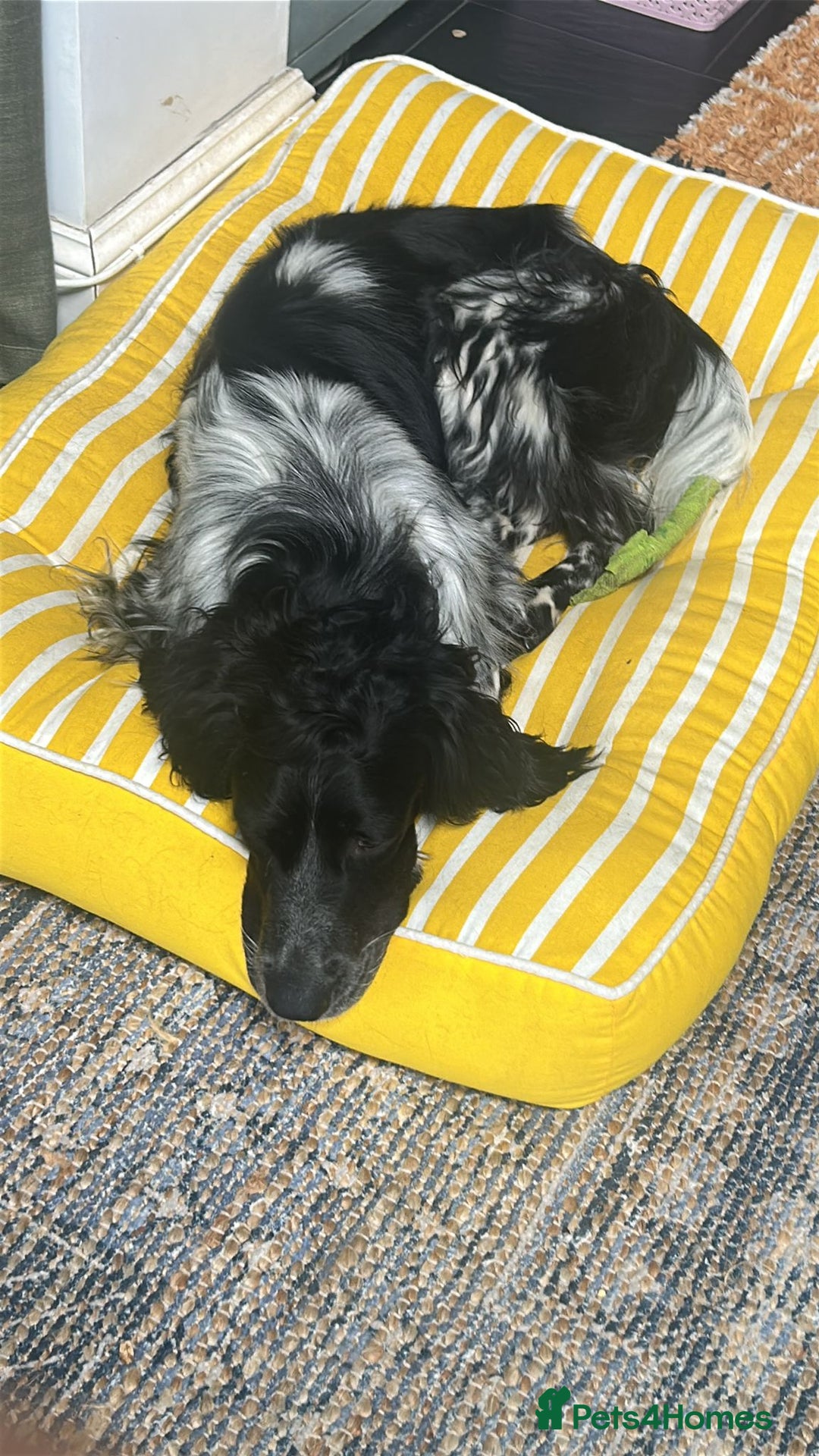 English Setter dogs for adoption: Dingo in Worthing - Image 12