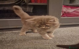 Maine Coon cats for sale: Maine Coon kittens - Image 12