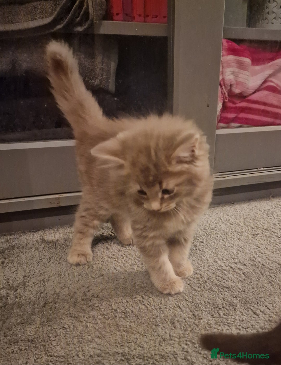 Maine Coon cats for sale: Maine Coon kittens - Image 12