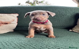 Australian Kelpie dogs for sale: Australian Kelpie Puppies WKC Registered - Image 21