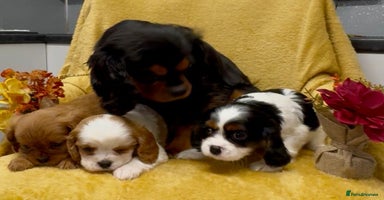 Cavalier King Charles Spaniel dogs - Advert 2
