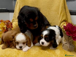 Cavalier King Charles Spaniel dogs - Advert 5