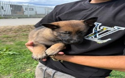 German Shepherd dogs for sale: Germany 🇩🇪 shepherd puppies dogs 🐕 big boned - Image 34