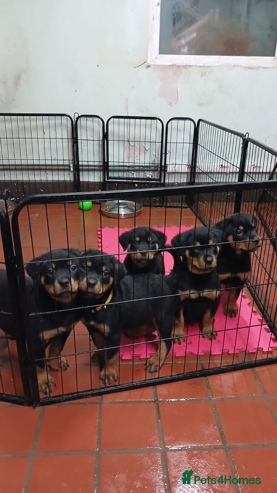 Rottweiler dogs * *photos updated Rottweiler puppies KC reg - Advert 13