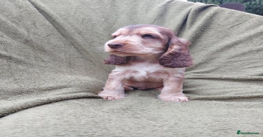 Cocker Spaniel dogs - Advert 11