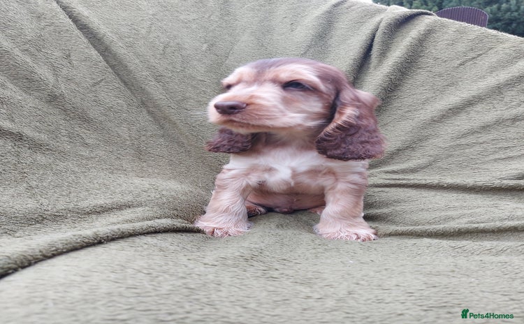 Cocker Spaniel dogs - Advert 5