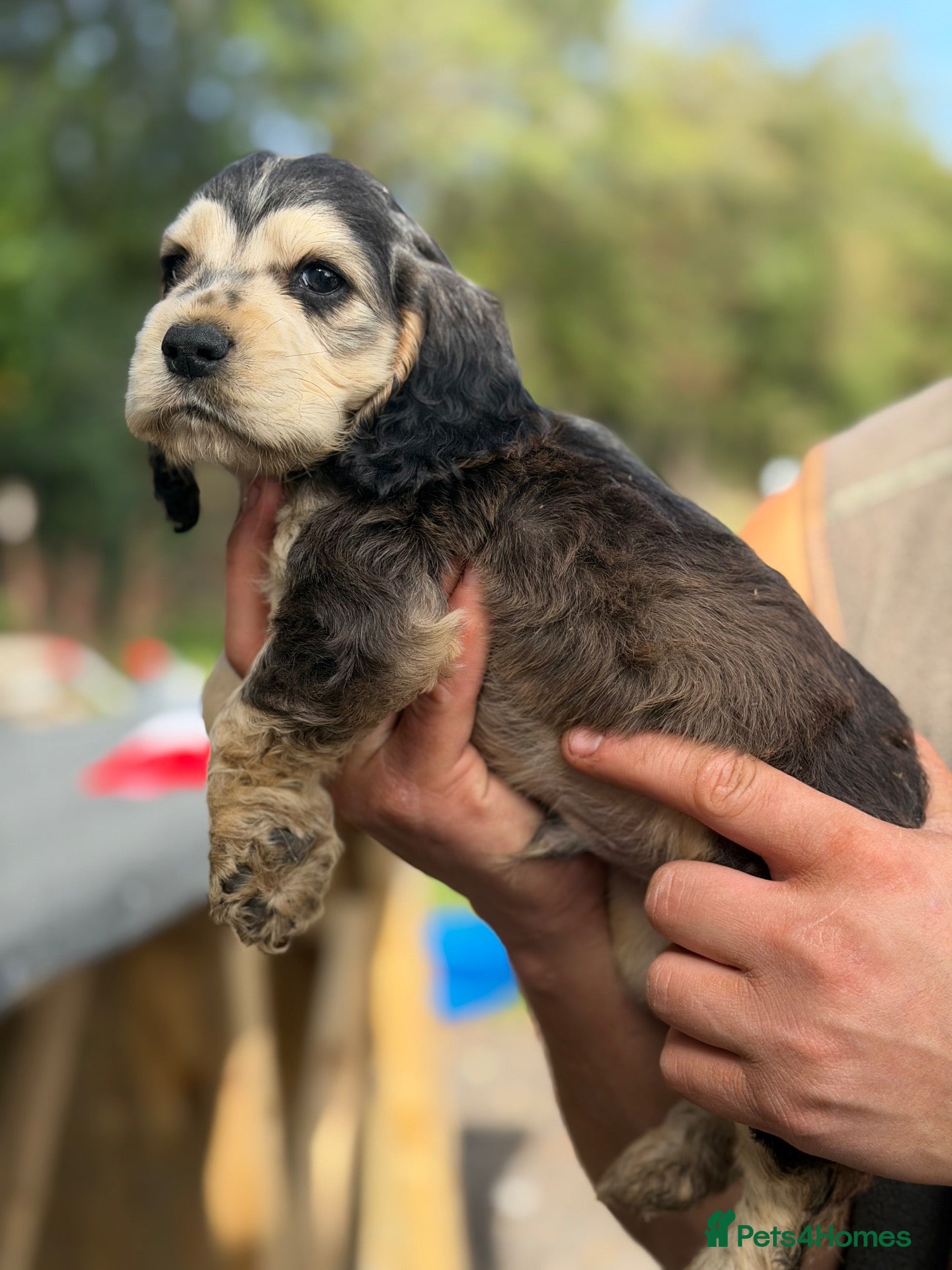 Cocker Spaniel dogs KC registered, DNA health tested Show Spaniels - Advert 1
