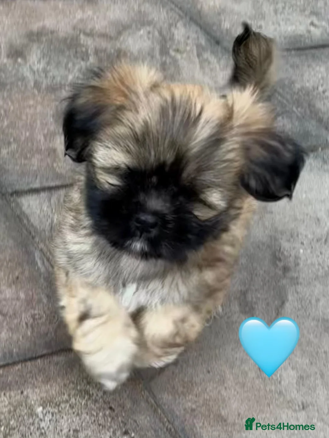 Lhasa Apso dogs for sale: Seven Beautiful RKC Reg GPRA Clear - Advert 1