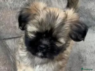 Lhasa Apso dogs Seven Beautiful RKC Reg GPRA Clear - Advert 1