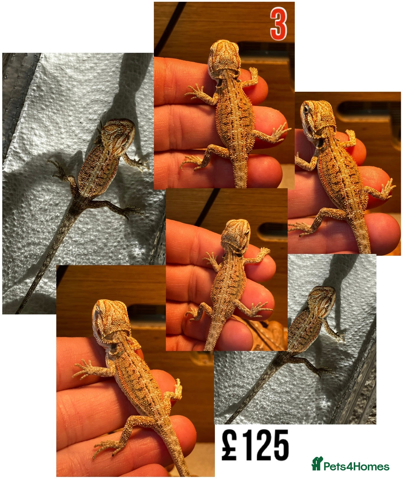 Bearded Dragon reptiles for sale: Baby Bearded Dragons For Sale! - Advert 5