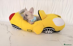 French Bulldog dogs for sale: Stunning platinum and lilac fawn boys and girls - Image 18