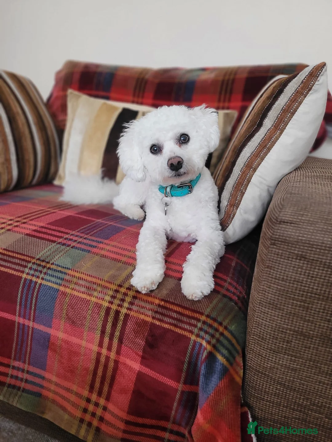 Bichon Frise dogs for stud: Bobby.full bread Bicton frise ,  - Advert 2