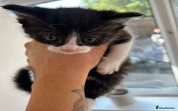 Mixed Breed cats for sale: Pretty fluffy little kittens  - Image 4
