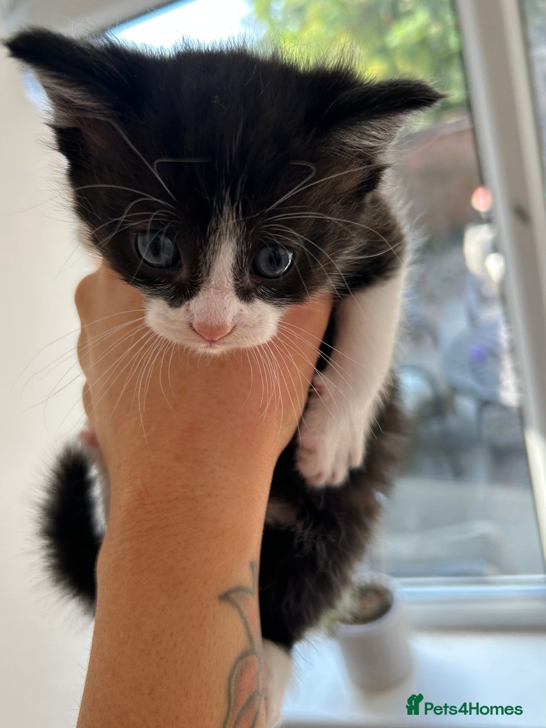 Mixed Breed cats for sale: Pretty fluffy little kittens  - Image 4