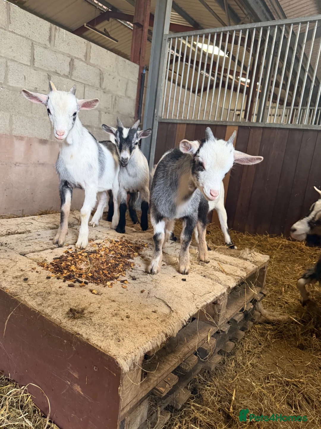 Goats livestock for sale: 4 beautiful Pygmy kids ❤️ - Advert 1