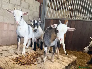 Goats livestock 4 beautiful Pygmy kids ❤️ - Advert 6