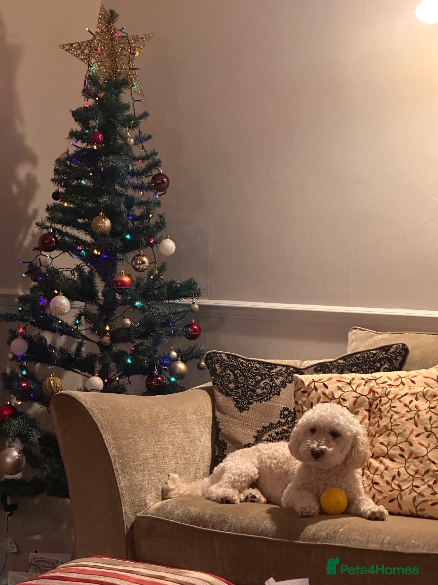 Mixed Breed dogs Charlie - Advert 2