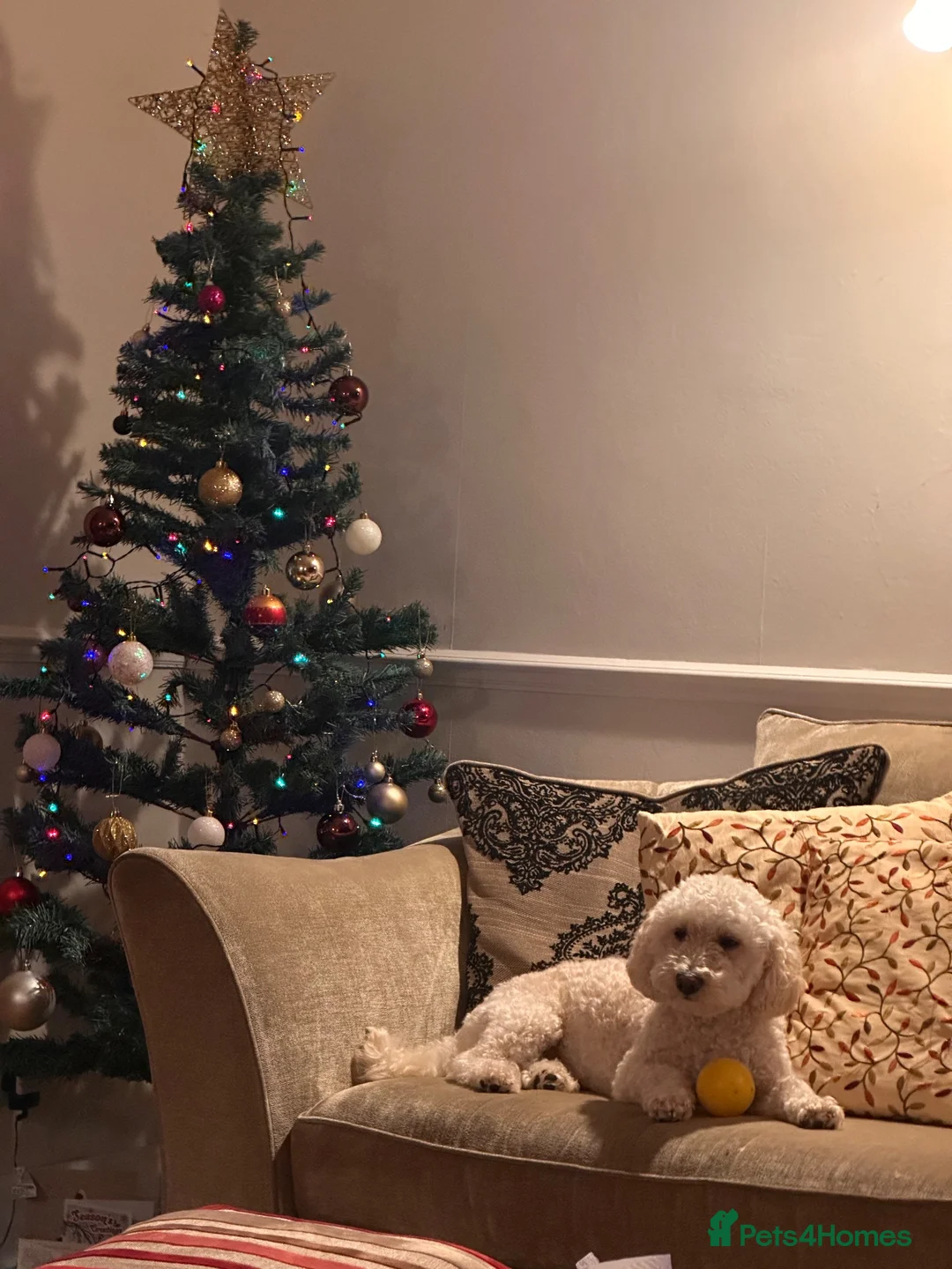 Mixed Breed dogs for stud: Charlie in Broxbourne - Advert 2