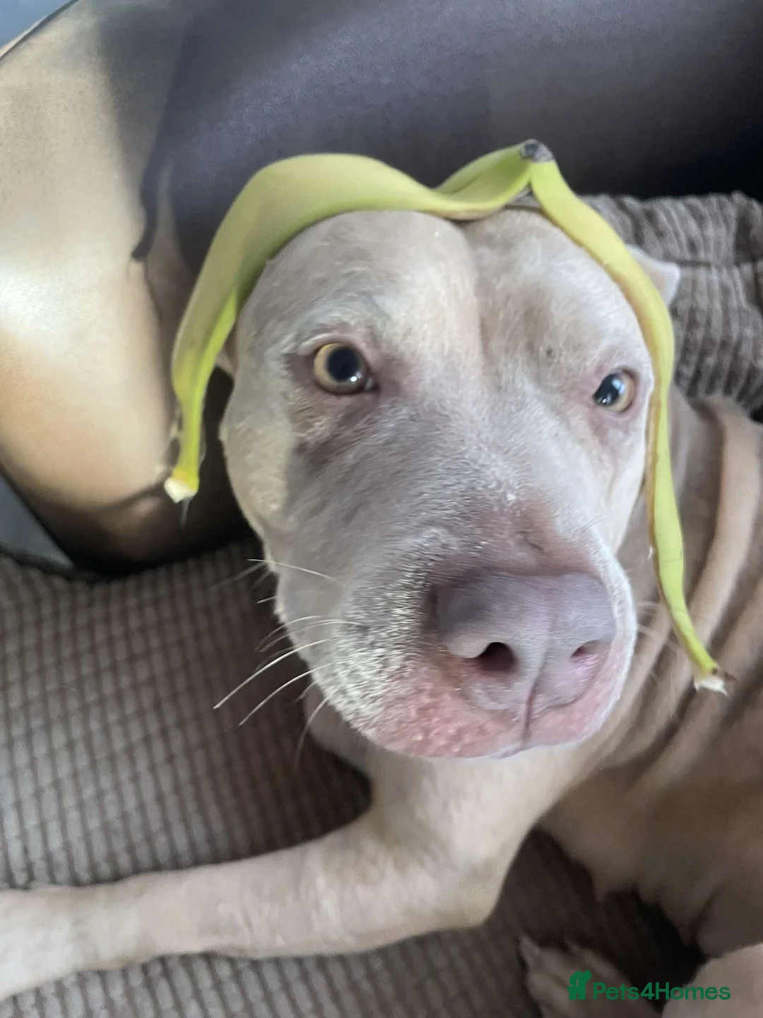 Mixed Breed dogs for sale: American bulldog mix - Advert 2