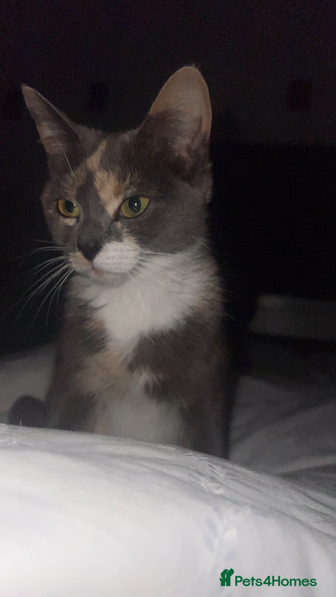 Mixed Breed cats for sale: Kittens  - Advert 7