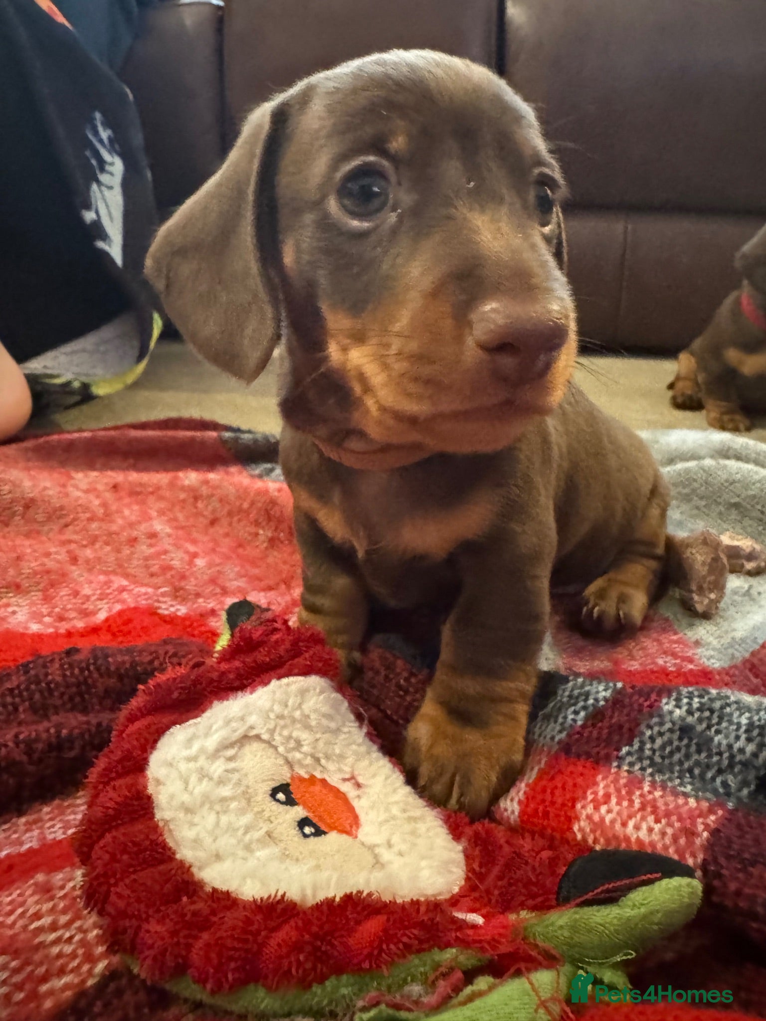 Miniature Dachshund dogs 2 Beautiful Chocolate Miniature Dachshund Boys - Advert 5