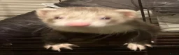 Ferret rodents for sale: Very cute hob ferret  in Bangor - Advert 2