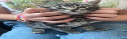 Domestic Shorthair cats for sale: Litter of 4 for sale - Advert 9