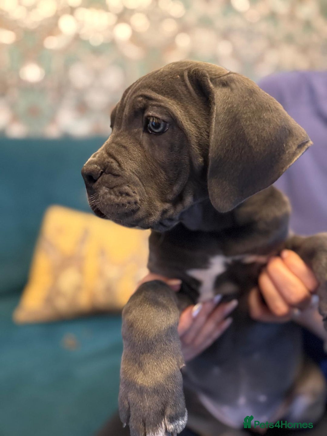 Cane Corso dogs for sale: EXCEPTIONAL PEDIGREE CANE CORSO PUPPIES - Advert 17