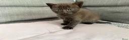 British Shorthair cats for sale: Pedigree British Shorthair Kittens – Ready May - Advert 17