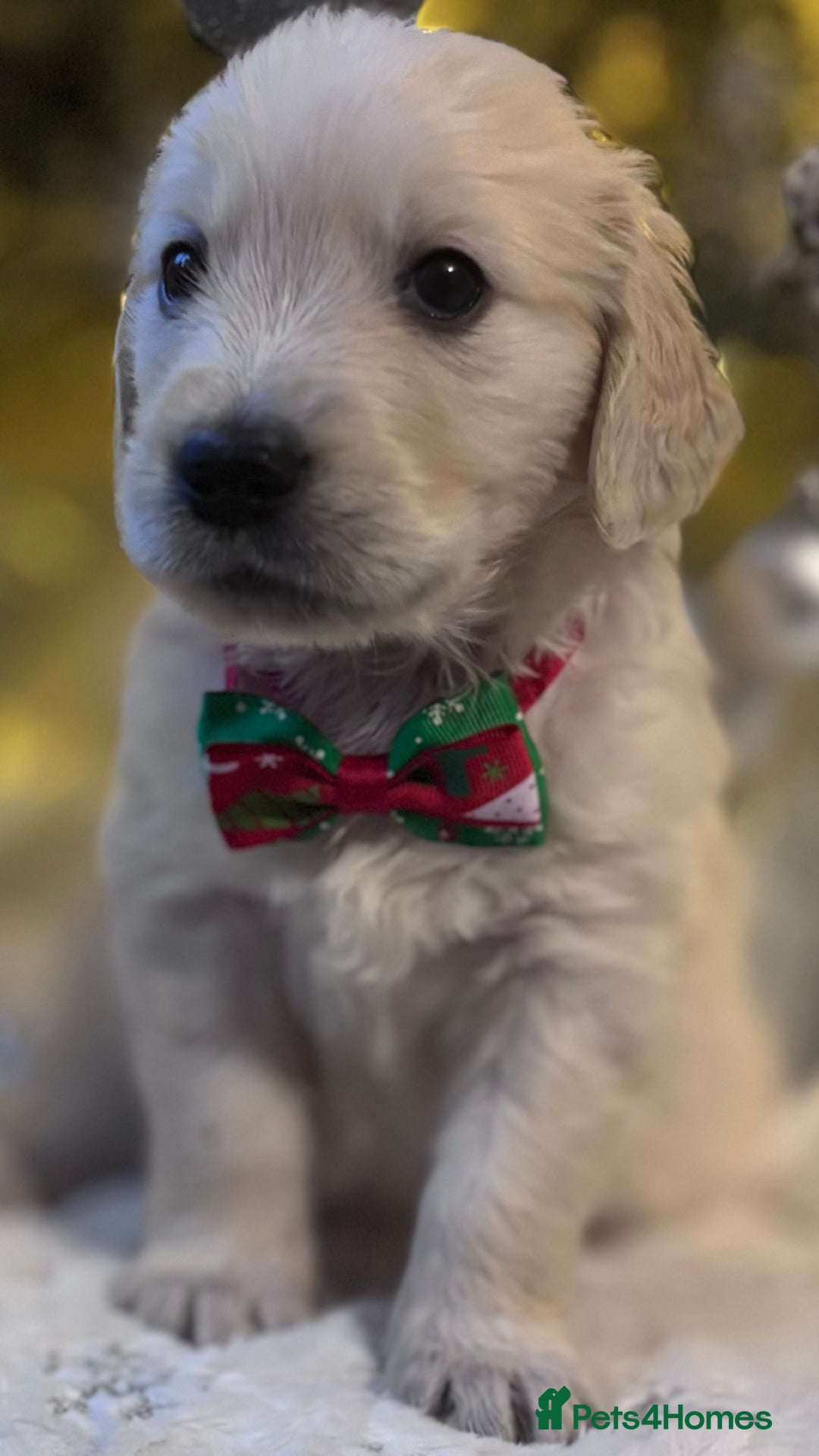 Golden Retriever dogs for sale: champion lines kc golden retriever puppies  - Advert 6