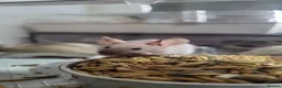 Mouse rodents for sale: Male Mice - Advert 7