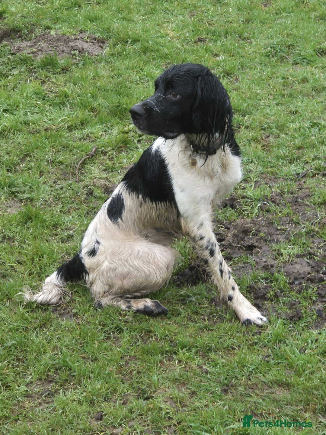 English Springer Spaniel dogs for stud: Stud: Proven KC reg, English Springer Spaniel in Tidworth - Advert 2