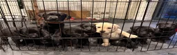 Labrador Retriever dogs for sale: **1x stunning KC black lab dog remaining** - Advert 15