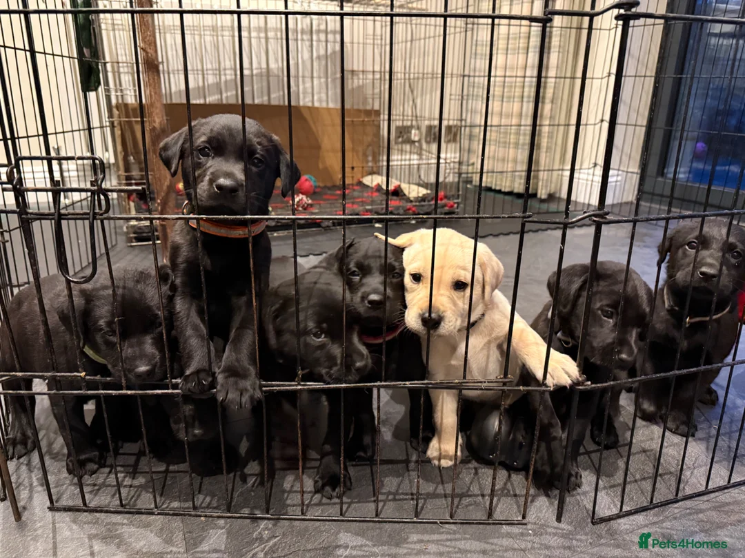 Labrador Retriever dogs for sale: **1x stunning KC black lab dog remaining** - Advert 15