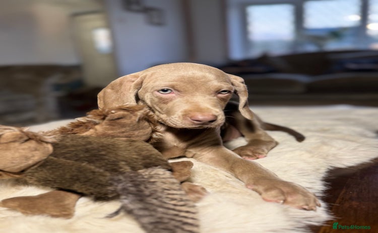 Weimaraner dogs ✨KC Reg Pups from Champion Bloodlines ✨ - Advert 16