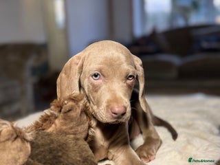 Weimaraner dogs ✨KC Reg Pups from Champion Bloodlines ✨ - Advert 5